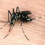 9 ways to keep workers safe during peak mosquito season