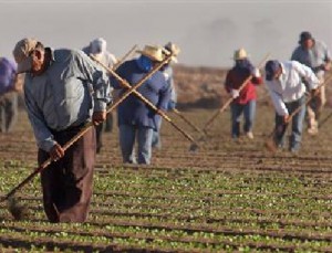 agricultural workers in field photo