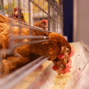 chickens eating grain at a factory farm